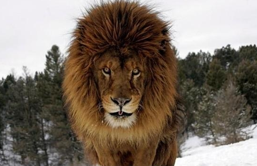 用生命在拍照的猛獸攝影師～