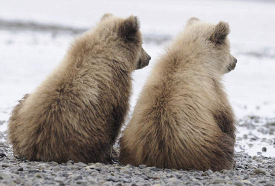 他不笨 他是我朋友 他不笨 他是我朋友