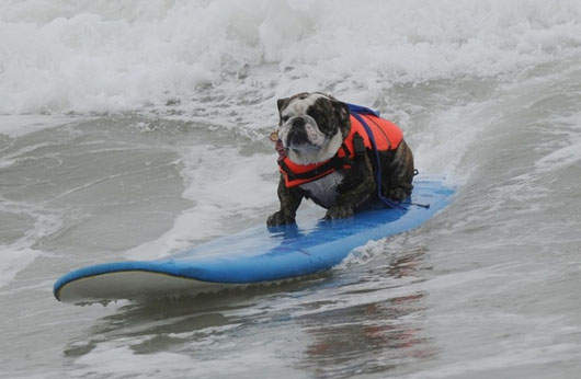 帥氣狗狗衝浪大賽 衝啊~ 帥氣狗狗衝浪大賽 衝啊~