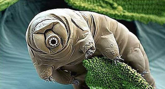 外星生物？＂水熊蟲＂　生命力超強 