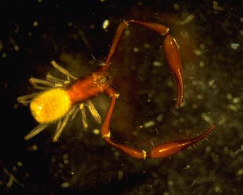 蜘蛛蠍 新品種的毒蠍大發現