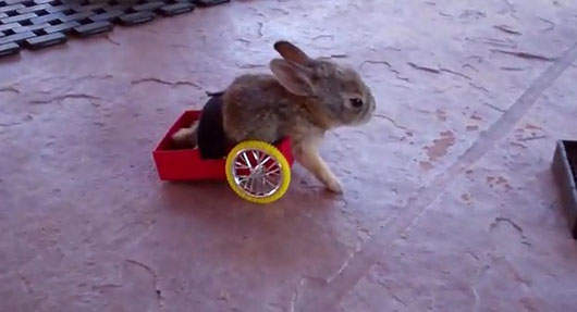 好心少年的兔兔專用輪椅  好心少年的兔兔專用輪椅