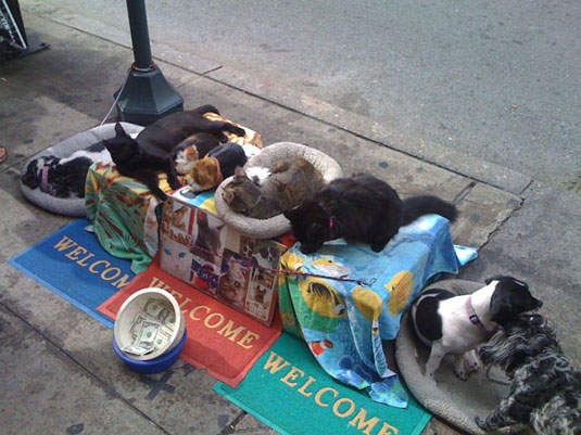 紐約奇景:睡著的貓狗揪團乞討!? 紐約奇景:睡著的貓狗揪團乞討!?