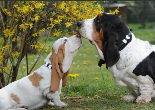 愛狗狗同時也能作公益 MOSCHINO PETS限定發售 愛狗狗同時也能作公益 MOSCHINO PETS限定發售