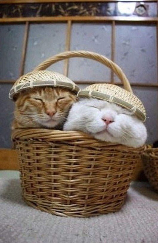 貓咪頭上到底發生了什麼事~ 貓咪頭上到底發生了什麼事~