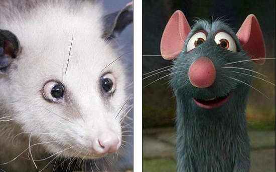 鬥雞眼老鼠 紅遍半邊天 鬥雞眼老鼠 紅遍半邊天