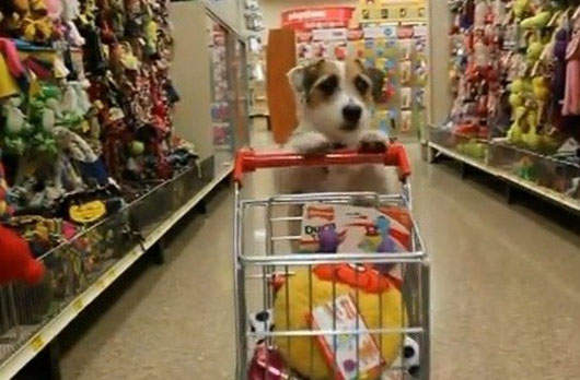 天才狗狗傑西(Jesse)  家事就交給我吧❤ 天才狗狗傑西(Jesse)  家事就交給我吧❤