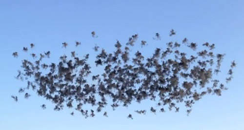 白天放煙火?!這場《黑色慶典》一樣炫目奪人!♥ 白天放煙火?!這場《黑色慶典》一樣炫目奪人!♥