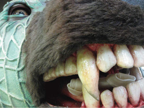 小心熊出沒！史上最殘暴的吉祥物《哈密瓜熊》登場！