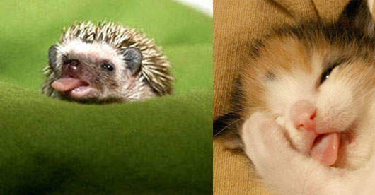 動物吐舌頭　百分百可愛｡◕‿◕｡