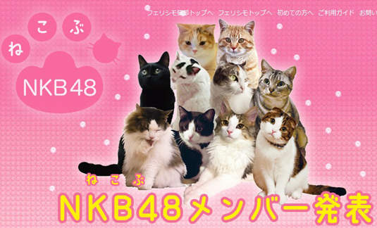 貓的!萌貓團體《NKB48》(ねこぶ48)Nya~~ 貓的!萌貓團體《NKB48》(ねこぶ48)Nya~~