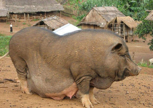 可愛胖動物 原來有這麼多肥胖症動物啊?! 可愛胖動物 原來有這麼多肥胖症動物啊?!