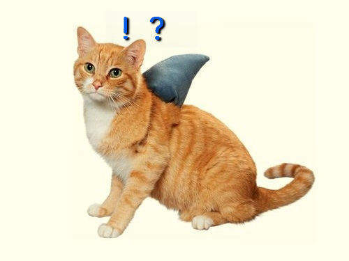 貓的!我是貓~不是鯊魚! 貓的!我是貓~不是鯊魚!