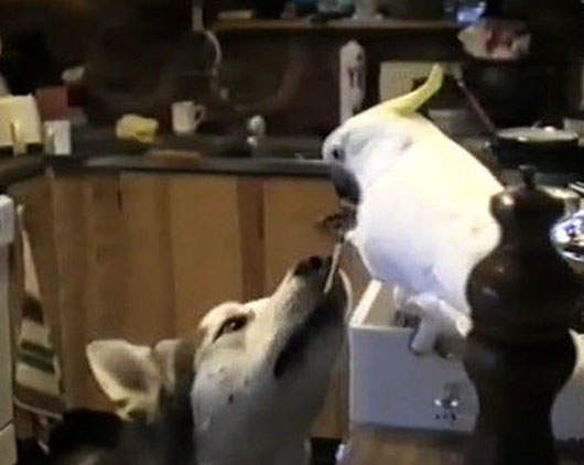 餵狗吃義大利麵的鳥　他們前世是母子嘛？！