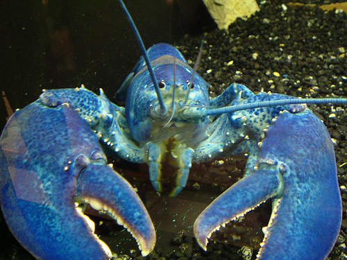 阿凡達龍蝦 出現機率1/4000000的稀有生物