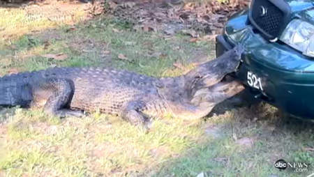鱷魚為什麼要過馬路?因為有警車... 鱷魚為什麼要過馬路?因為有警車...