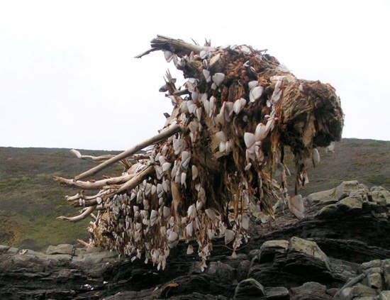 英國海岸驚現多手海怪？！