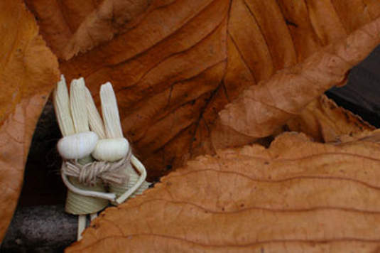 撫慰人心的白色天使《北國兔》～♥