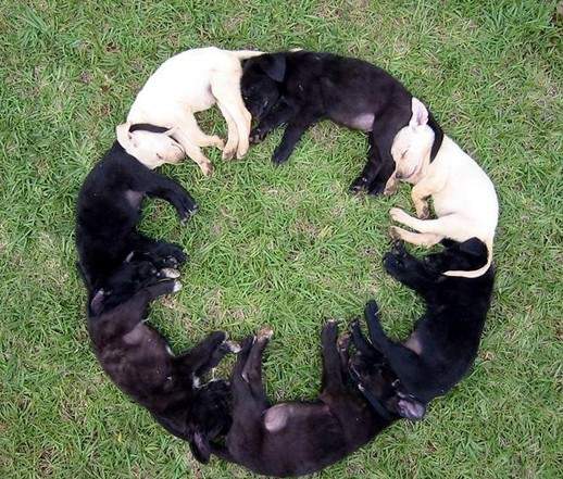 千奇百怪的動物睡姿~ 千奇百怪的動物睡姿~