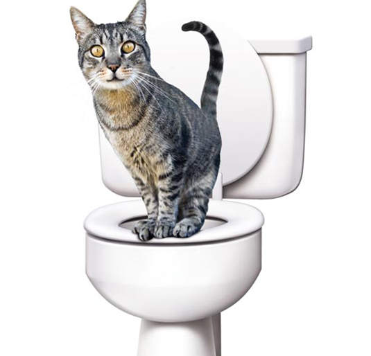 貓奴必學！教愛貓用馬桶《CitiKitty Cat Toilet》