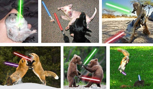 星際大戰動物版 拿著光劍攻擊 星際大戰動物版 拿著光劍攻擊