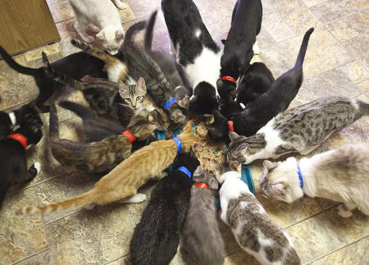 貓的！快來歡迎《貓夫人》的到來～