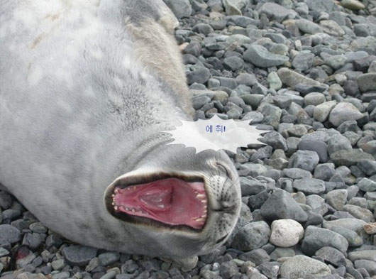 動物即將打噴嚏:哈哈哈哈~~~~ 秋!! 動物即將打噴嚏:哈哈哈哈~~~~ 秋!!