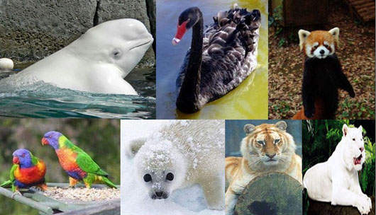 瀕臨絕種動物～保護牠們人人有責