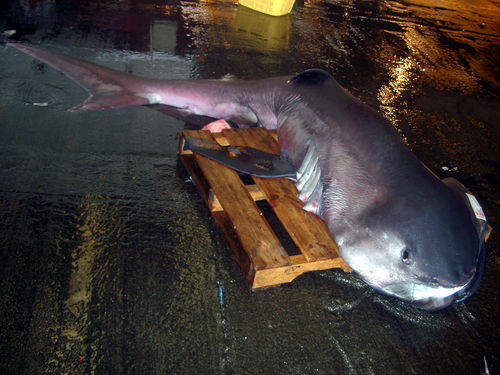 日本抓到巨大地震魚？！