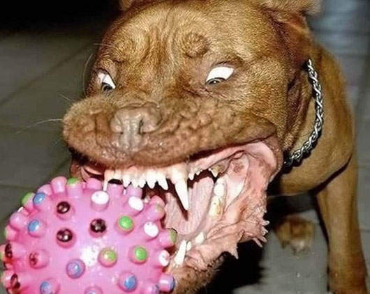 遇到兇猛的動物時…就照著這樣做就OK囉~ 遇到兇猛的動物時…就照著這樣做就OK囉~