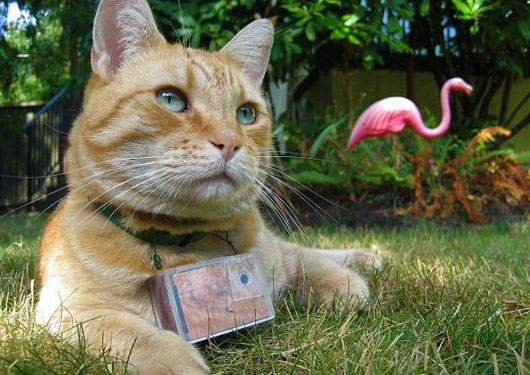 貓咪攝影師 用喵咪的角度看世界 貓咪攝影師 用喵咪的角度看世界