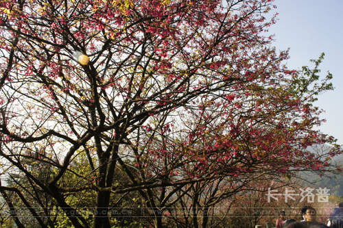 陽明山花季 凌凌漆邊走邊拍的櫻木花道之旅