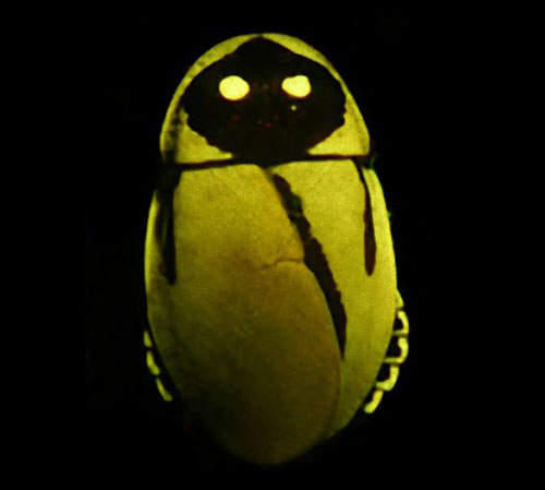 南美發光蟑螂 散發出金光的小強莫非就是傳說中的...