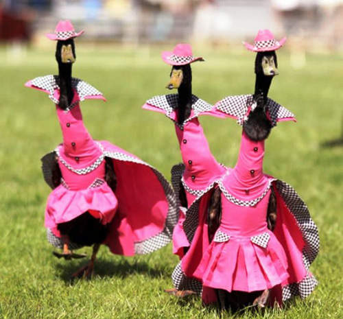 《鴨子時裝秀》讓自己看起來像隻驕傲的鴨子！呱～呱～呱～