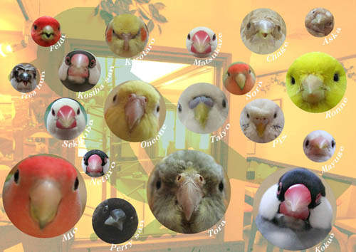 《鳥見咖啡廳》不需要到森林～就能近距離看見鳥兒囉！