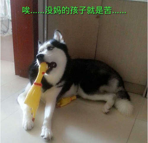 《哈士奇Angel》微博爆紅　主人的對白都太搞笑啦XD