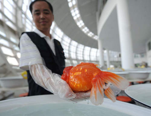 《金魚選美》超另類的魚類選美比賽～