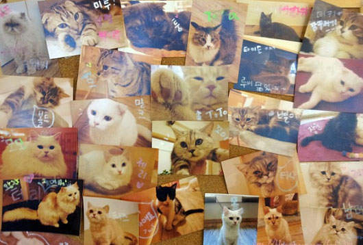 《貓咪CAFE》這麼多可愛的貓咪不看可惜喔~喵♡ 《貓咪CAFE》這麼多可愛的貓咪不看可惜喔~喵♡