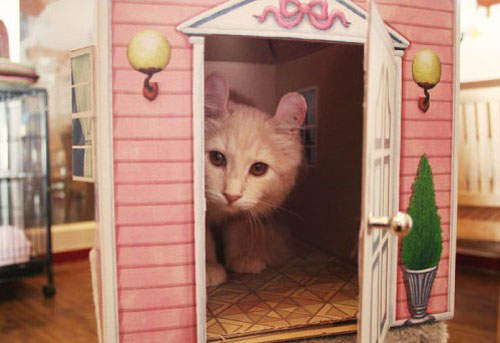 造型《喵喵屋》~歡迎參觀我的家!喵~=θωθ= 造型《喵喵屋》~歡迎參觀我的家!喵~=θωθ=