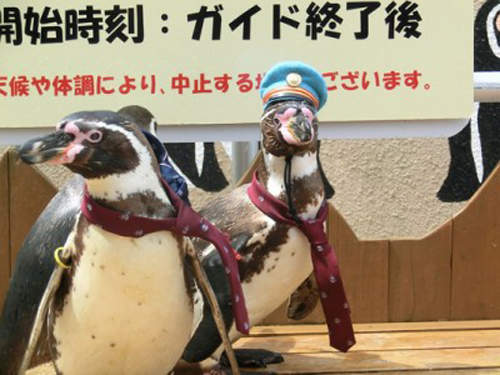 超可愛的車站長~《企鵝站長》見參! 超可愛的車站長~《企鵝站長》見參!