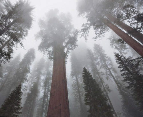 令人驚嘆～超過 3200 歲的參天大樹～