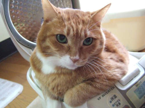 《電鍋貓》ᵔᴥᵔ 上菜囉~可愛又逗趣! 《電鍋貓》ᵔᴥᵔ 上菜囉~可愛又逗趣!