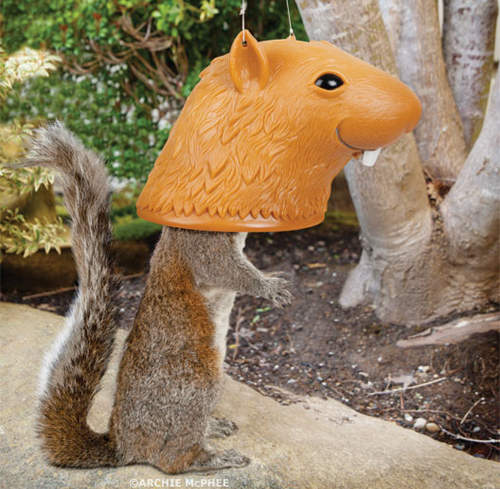 《大頭松鼠餵食器》你吃飽~我笑飽XD 《大頭松鼠餵食器》你吃飽~我笑飽XD