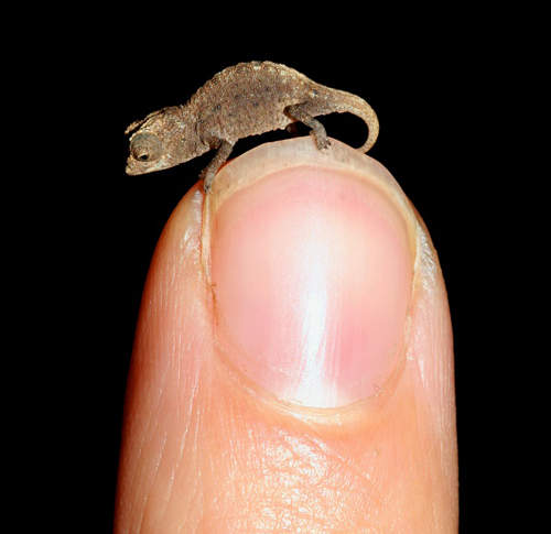 《超迷你變色龍》你個小東西也太可愛了吧♥