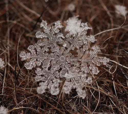 《微距雪花》不知道刨冰拍起來是不是也這樣? 《微距雪花》不知道刨冰拍起來是不是也這樣?