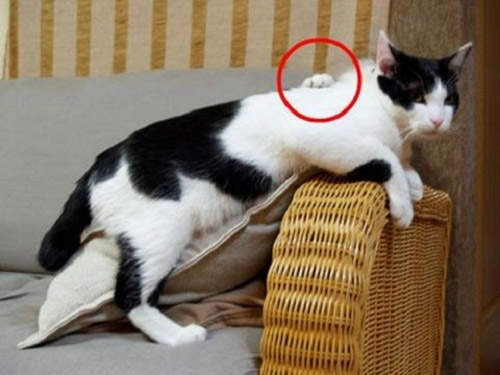 驚嚇 貓貓也有靈異照片Σ(´д`;) 驚嚇 貓貓也有靈異照片Σ(´д`;)