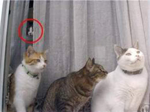 惊吓 猫猫也有灵异照片Σ(д`;)