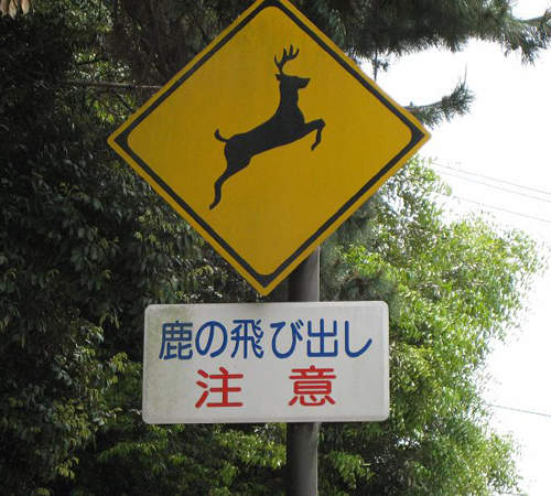 失控的《奈良小鹿》不要以為餵了仙貝你就沒事～