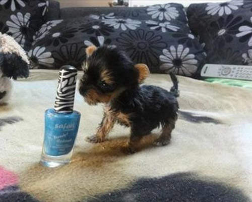 迷你狗 全世界最小的小狗只有12公分