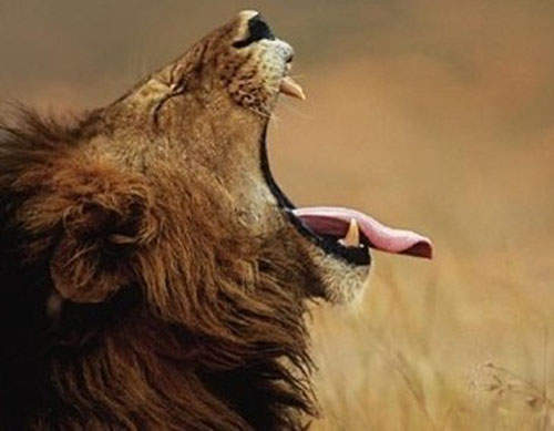 動物打哈欠 看誰的嘴巴大到可以塞拳頭